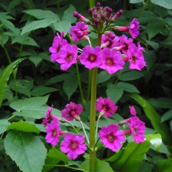 Primula japonica